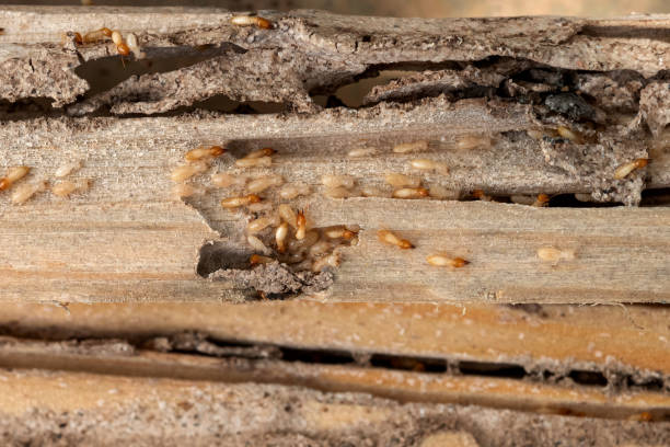 Best Wasp Removal Services  in Carrollton, KY